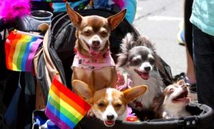 Puppies at NYC Pride 2017