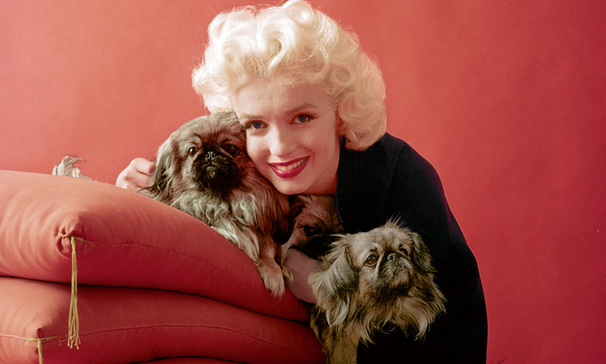marilyn monroe with dogs