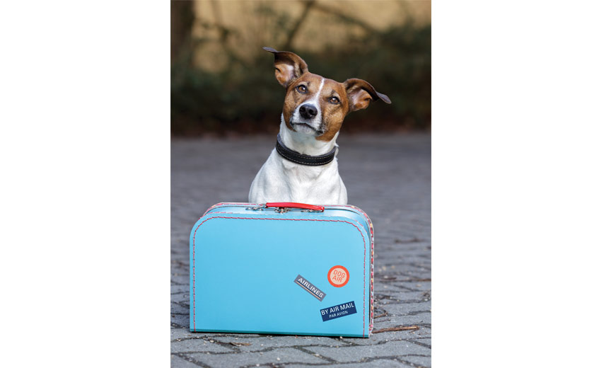 dog with suitcase