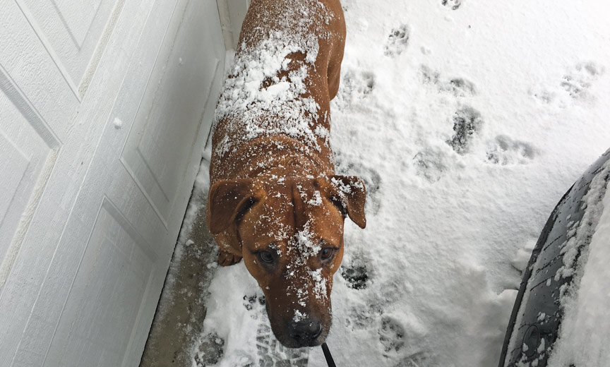 Doggie in the snow