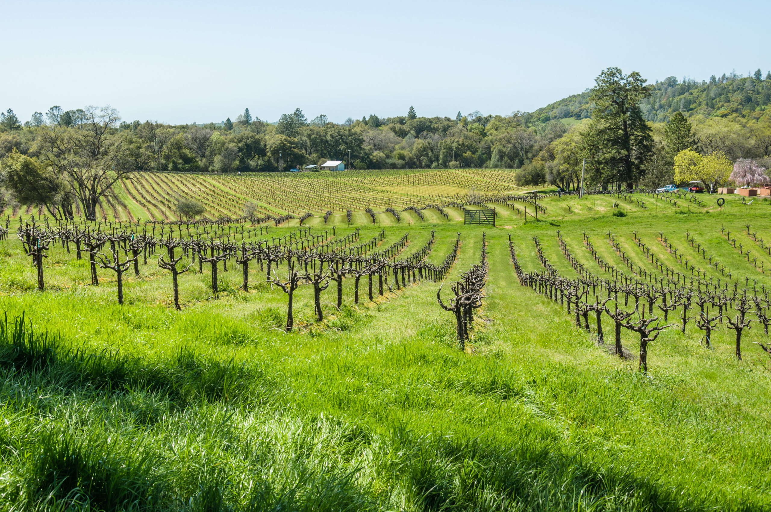 California’s Gold Rush Country: Savor the Unique Terroir that Defines Amador’s County’s Distinctive Wines